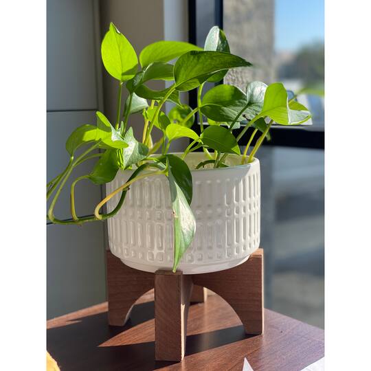 Flora Bunda 7" Roman Ceramic Planter With Wood Stand